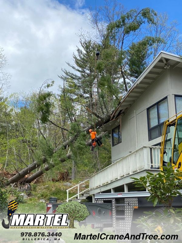 Many downed trees in Westford, Massachusetts