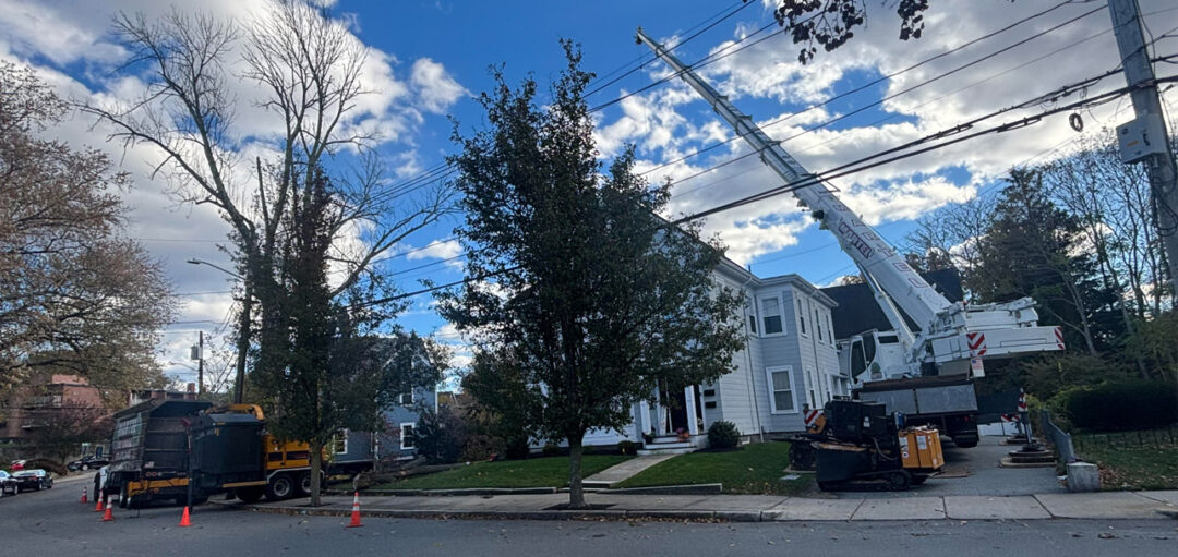 Tree Removal in Woburn, MA